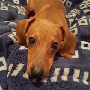 Meet your Posher, Fay